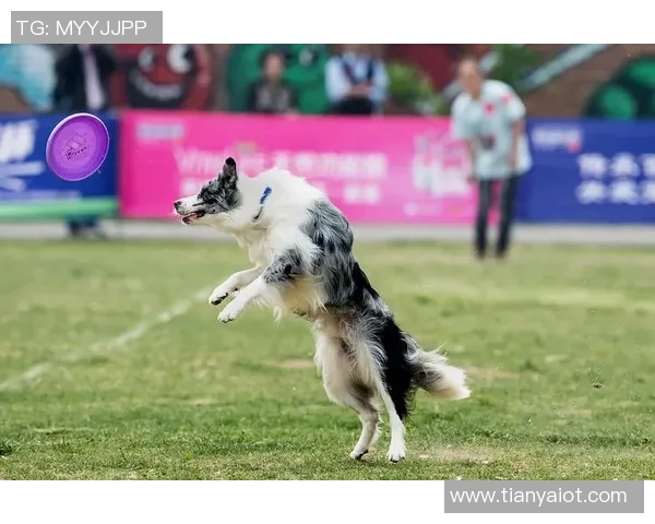 深圳飞盘队勇闯极限运动世界杯的奋斗与荣耀之路